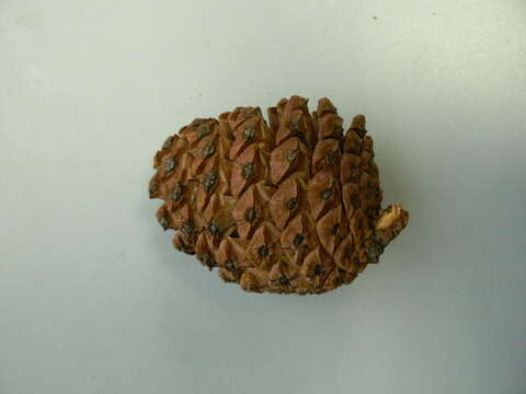 صورة Pinus douglasiana Martínez