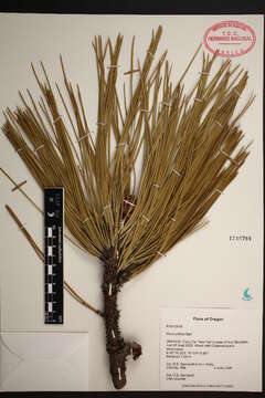 Image of Jeffrey Pine