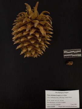 Image of Bull Pine