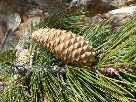 Image of knobcone pine