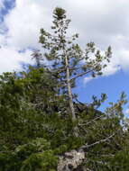 Image of knobcone pine