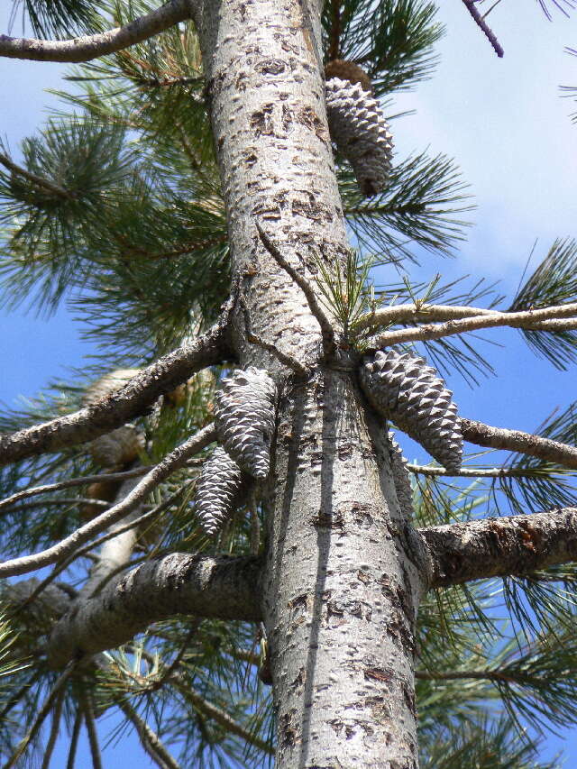 Image of knobcone pine