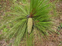 Image of Michoacán Pine