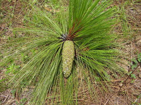 Image of Michoacán Pine