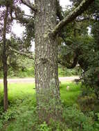 Image of Michoacán Pine