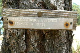 Image of Pinus pseudostrobus var. pseudostrobus