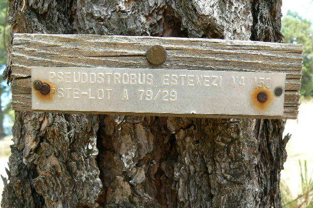 Image of Pinus pseudostrobus var. pseudostrobus