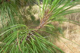 Image of Pinus pseudostrobus var. pseudostrobus