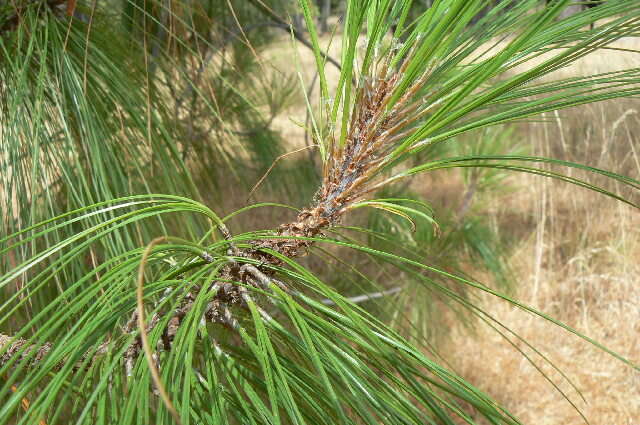 Image of Pinus pseudostrobus var. pseudostrobus