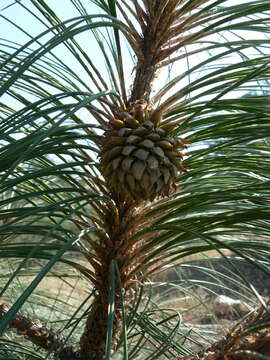 Image of Bull Pine