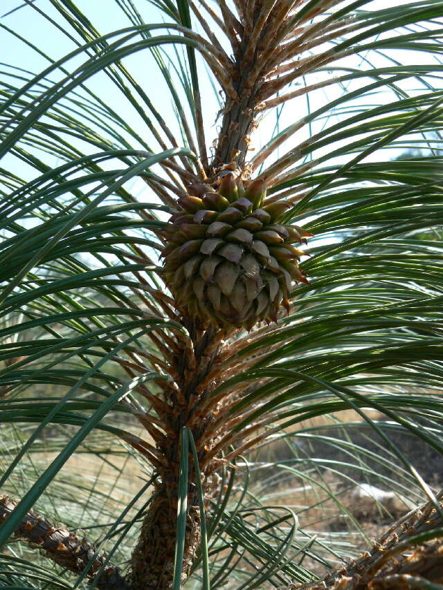 Image of Bull Pine