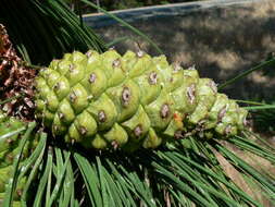 Image of ponderosa pine