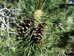 Image of Bolander Beach Pine