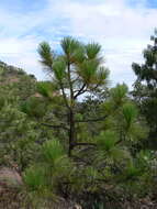 Image of Michoacán Pine