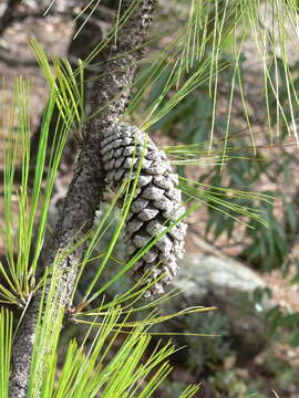 Image of Michoacán Pine