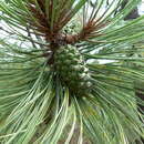 Image of Pinus durangensis Martínez