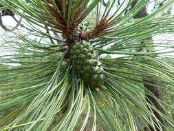 Image of Durango Pine