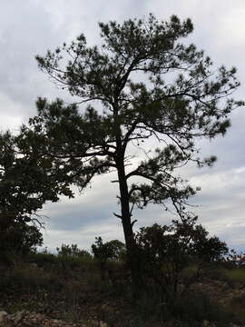 Image of Pinus leiophylla var. chihuahuana (Engelm.) Shaw