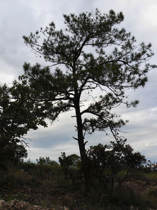 Pinus leiophylla var. chihuahuana (Engelm.) Shaw resmi