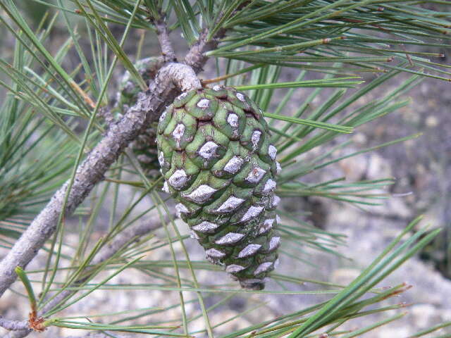 Image of chihuahua pine