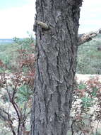 Image of chihuahua pine