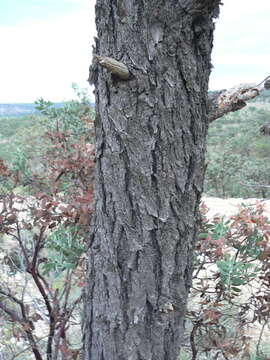 Image of Pinus leiophylla var. chihuahuana (Engelm.) Shaw