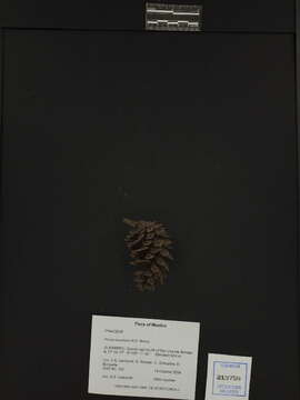 Image of Thin-leaf Pine