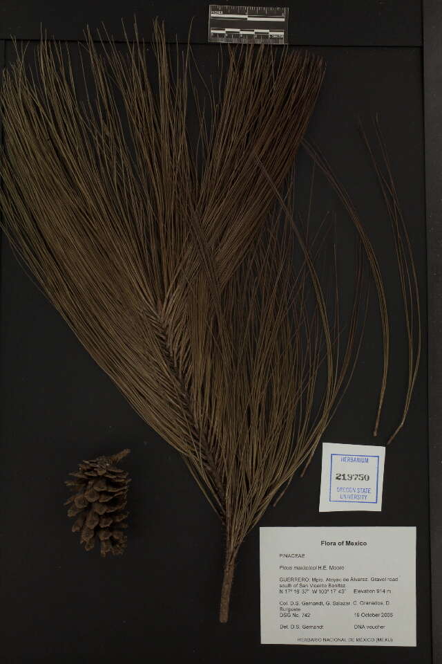Image of Thin-leaf Pine