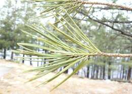 Image of rocky mountain ponderosa pine