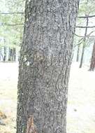 Image of rocky mountain ponderosa pine