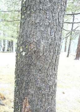 Image of rocky mountain ponderosa pine