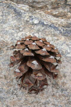 Image of chihuahua pine