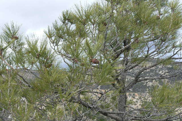 Image of chihuahua pine