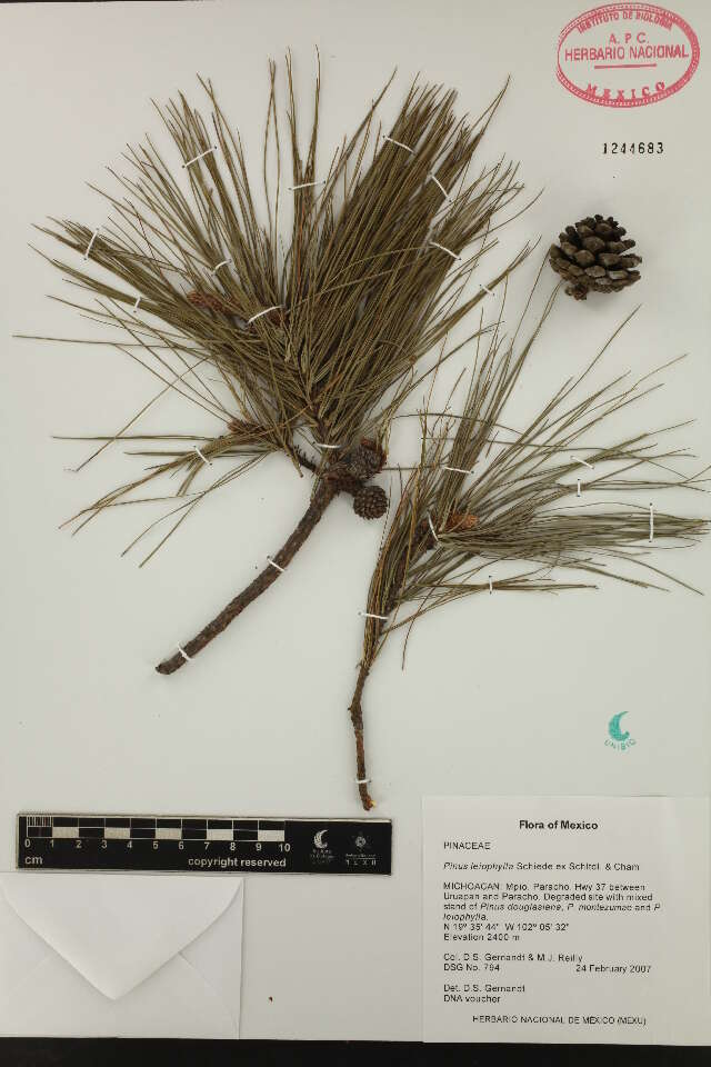 Pinus leiophylla Schiede ex Schltdl. & Cham. resmi