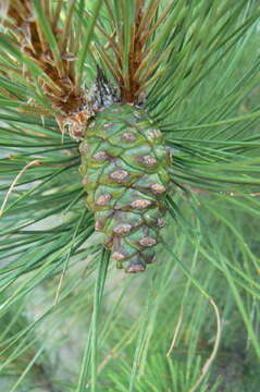 Image of jack pine