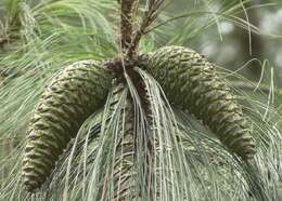 Image of Pinus pseudostrobus var. pseudostrobus