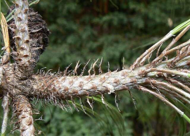 Image of Pinus pseudostrobus var. pseudostrobus