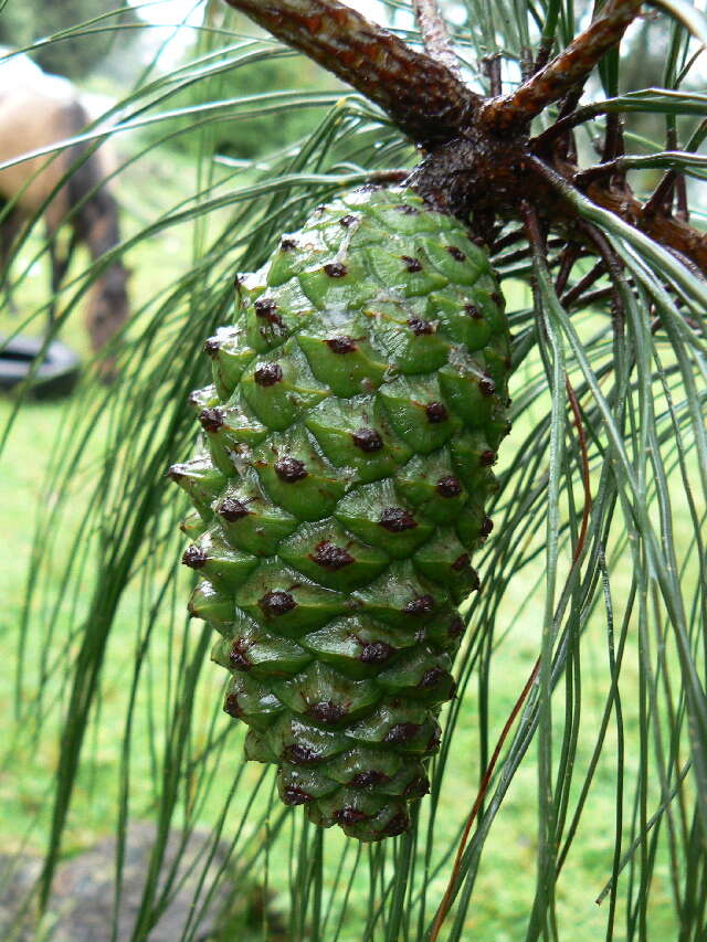 Image of Pinus pseudostrobus var. pseudostrobus