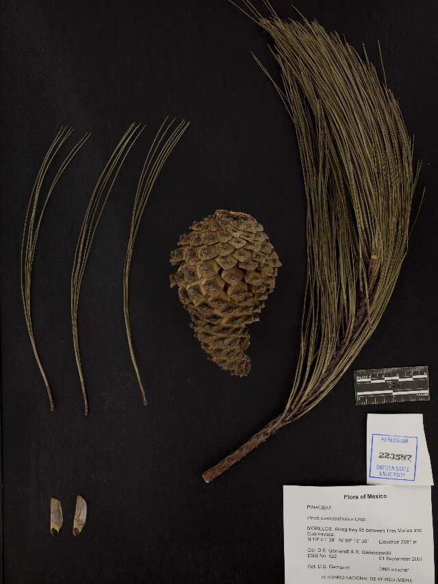 Image of Pinus pseudostrobus var. pseudostrobus