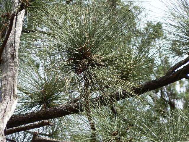 Image of Apache Pine