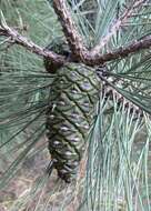 Image of ponderosa pine