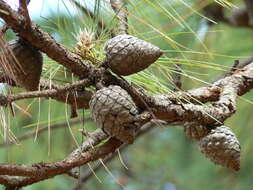 Image of Schwerdtfeger's Pine