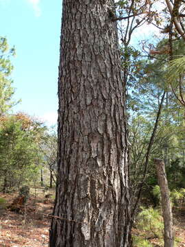 Image of Schwerdtfeger's Pine