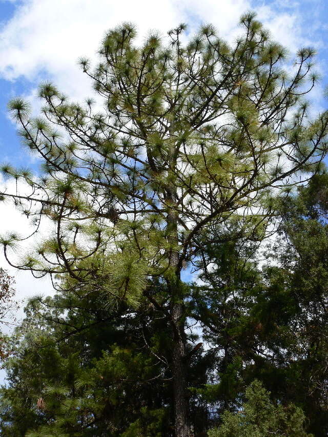 Image of Michoacán Pine