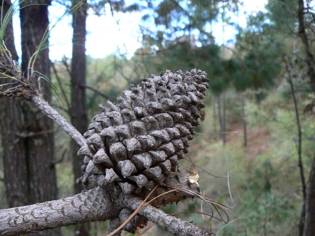 Image of Pinus pseudostrobus var. apulcensis (Lindl.) Shaw