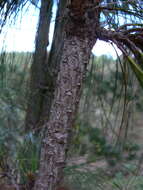 Image of Pinus pseudostrobus var. apulcensis (Lindl.) Shaw