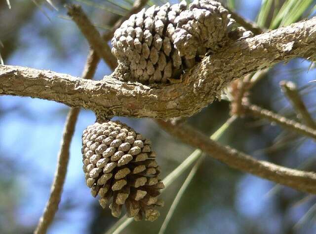 Image of Schwerdtfeger's Pine