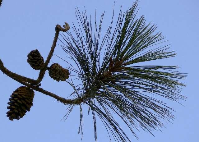 Image of Schwerdtfeger's Pine