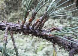 Image of Pinus pseudostrobus var. apulcensis (Lindl.) Shaw