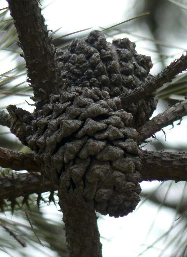 Image of Hartweg's Pine